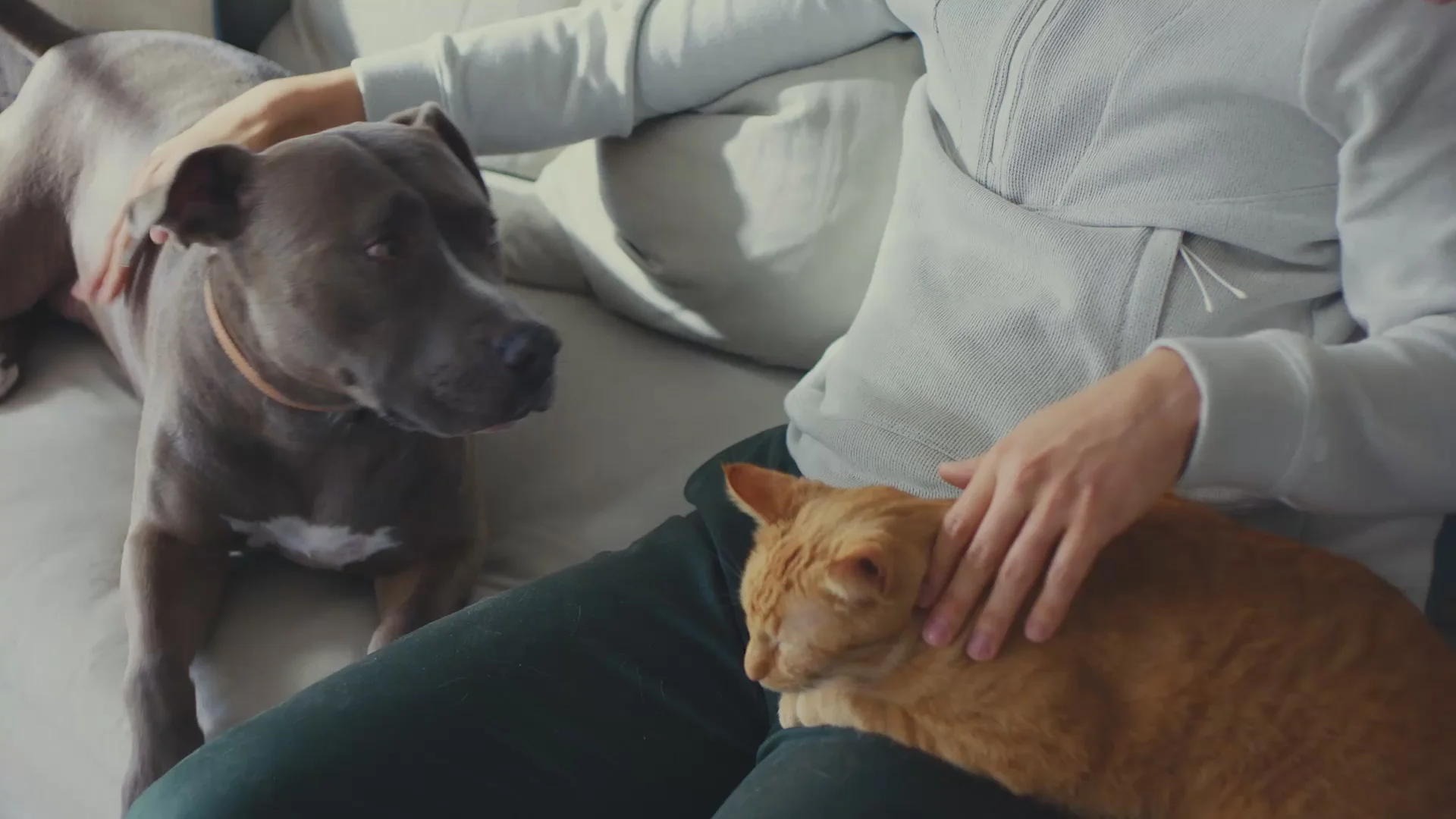 Smart Care for Happy Pets